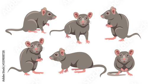 Cute grey mouse in different poses cartoon illustration set. Little house mice or rat character with long tail isolated on white background. Animal, rodent concept photo