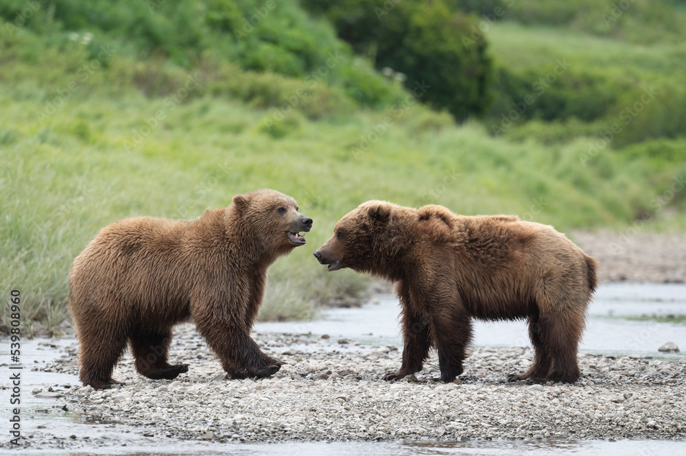 Alaskan brown bears at McNeil River Alaskan brown bears at McNeil River
