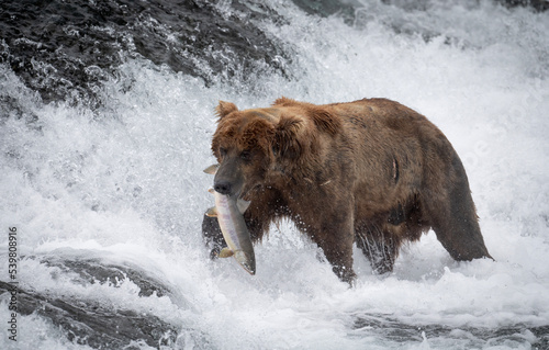 Wallpaper Mural Alaskan brown bear at McNeil River Torontodigital.ca