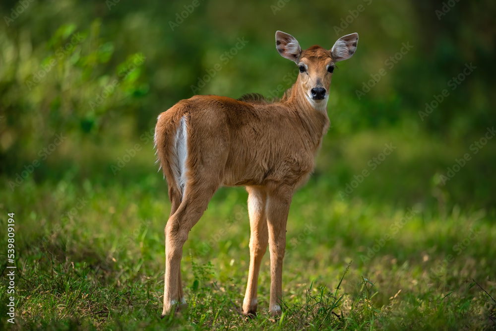 Fawn Blue Bull or Nilgai in the Wild. Fawn Blue Bull or Nilgai in the Wild.