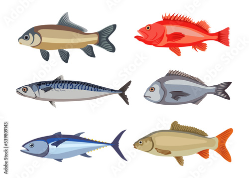 Freshwater fish of different types cartoon illustration se. Herring, mackerel, bream, catfish, sardine, halibut, anchovy isolated on white background. Seafood, fishery, river animal concept