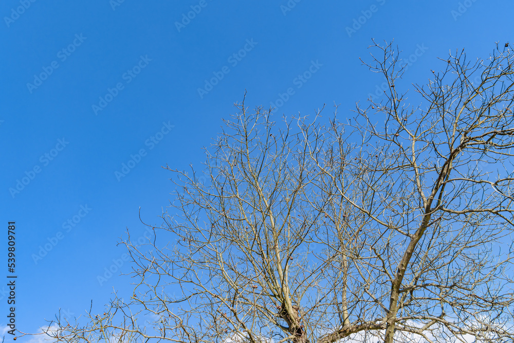 Dry beautiful crown of a walnut tree against a blue sky with rare fruits on bare branches. Bottom view of a large walnut crown without leaves. Background image of late autumn and early spring Dry beautiful crown of a walnut tree against a blue sky with rare fruits on bare branches. Bottom view of a large walnut crown without leaves. Background image of late autumn and early spring