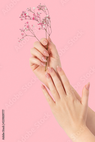 Female two hands with pink gypsophila flowers gel polish beige long nails on a pink isolated background. Beauty spa concept  manicure marble design