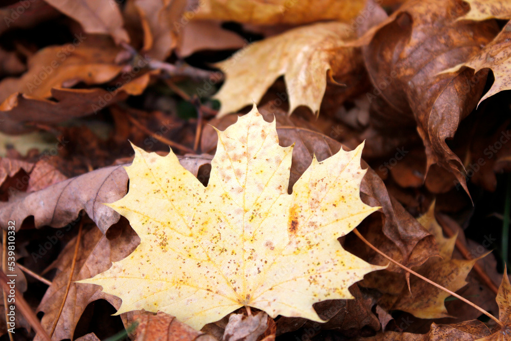 maple autumn leaves on the ground maple autumn leaves on the ground