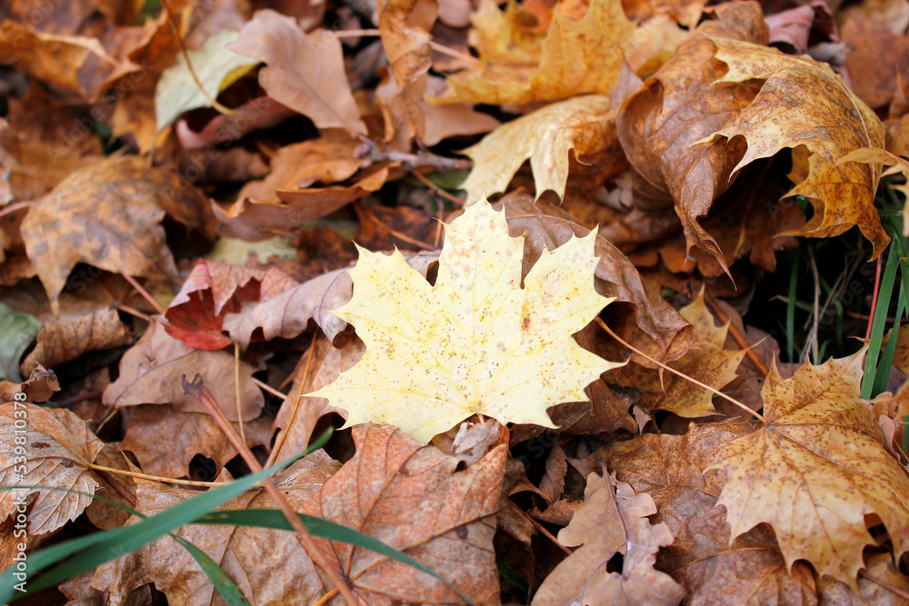 maple autumn leaves on the ground