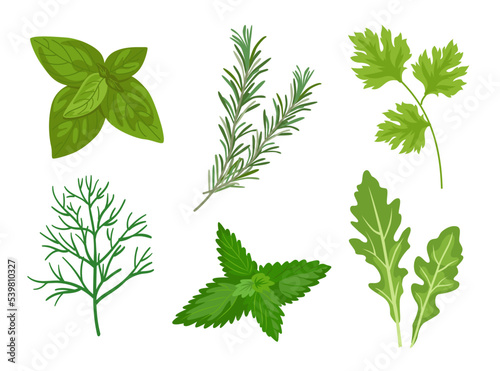 Different herbs and leaves vector illustrations set. Collection of spicy herbal plants, parsley, rosemary, coriander, oregano, mint on white background. Food, culinary, plants concept