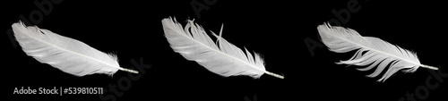 Fototapeta Naklejka Na Ścianę i Meble -  white feather of a goose on a black background