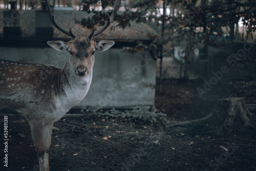 Fototapeta Naklejka Na Ścianę i Meble -  Mr deer