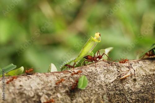Leaf-Cutter Ant, atta sp., Adult carrying Leaf Segment to Anthill, Costa Rica photo