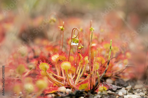 Drosera rotundifolia, the round-leaved sundew or common sundew, a carnivorous plant in marshland, nature, Czech republic