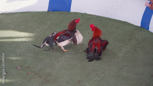 Dominican Republic. Cock-fights. Traditional hobby. photo