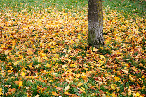 fallen yellow golden brown autumn leaves in the park on the grass