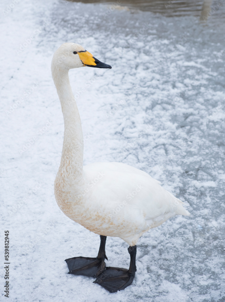 Obraz premium Portrait of whooper swan on the snow of a winter lake
