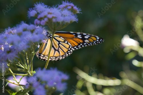 monarch butterfly danaus plexippus with blue mistflower 