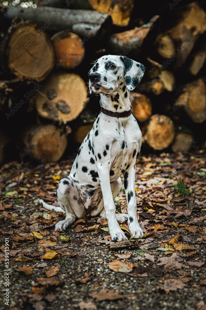 junger Dalmatiner (Junghund / Welpe) vor Holzstapel im Herbst mit Laub und Halstuch junger Dalmatiner (Junghund / Welpe) vor Holzstapel im Herbst mit Laub und Halstuch