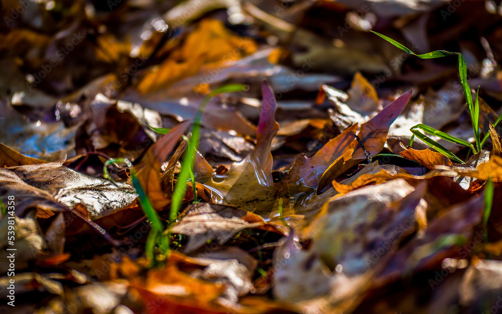 The tiny pond. Sunrise, and the morning moisture condenses and forms a fleeting pool on the fallen leaves. Fall and winter details. The tiny pond. Sunrise, and the morning moisture condenses and forms a fleeting pool on the fallen leaves. Fall and winter details.