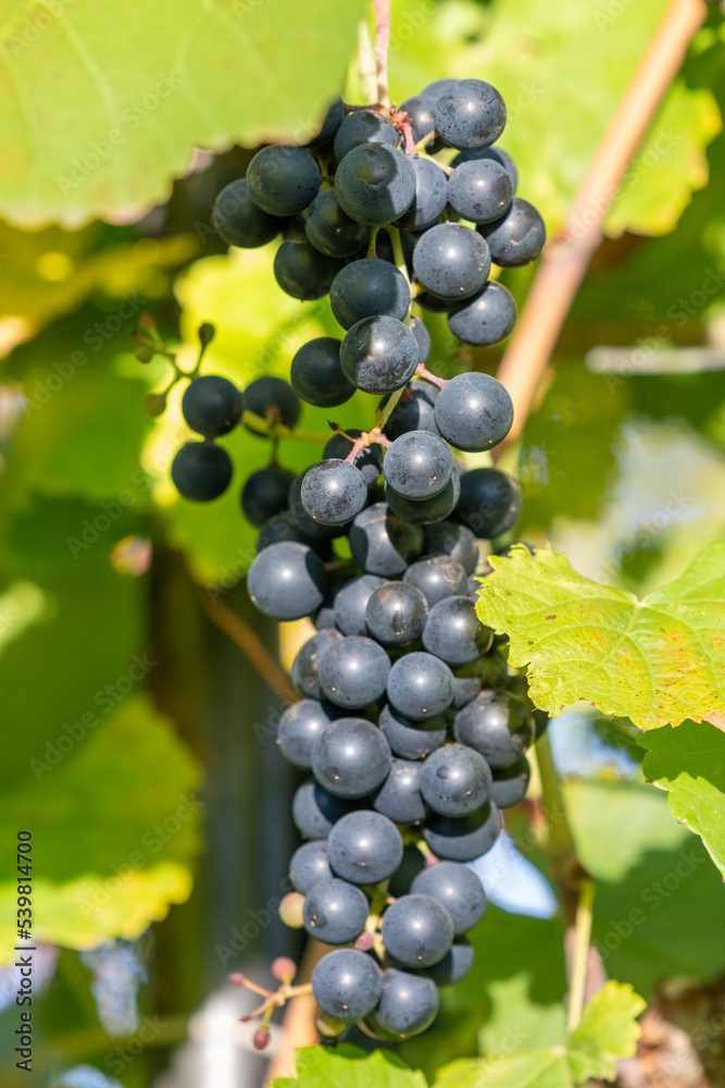 Cluster of blue grape on a bush