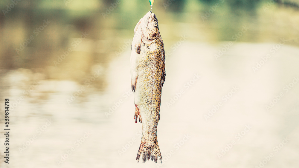 Fisherman and trouts. Spinning fishing trout in lakes. Brook trout. Fishing.  Close-up shut of a fish hook. A close up rainbow trouts. Still water trout  fishing Stock Photo