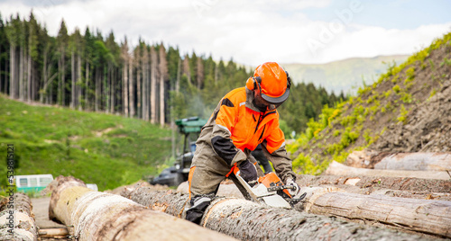 Lumberman work wirh chainsaw in the forest. Deforestation, forest cutting concept. Woodcutter lumberjack is man chainsaw tree. Woodcutter saws tree chainsaw on sawmill photo