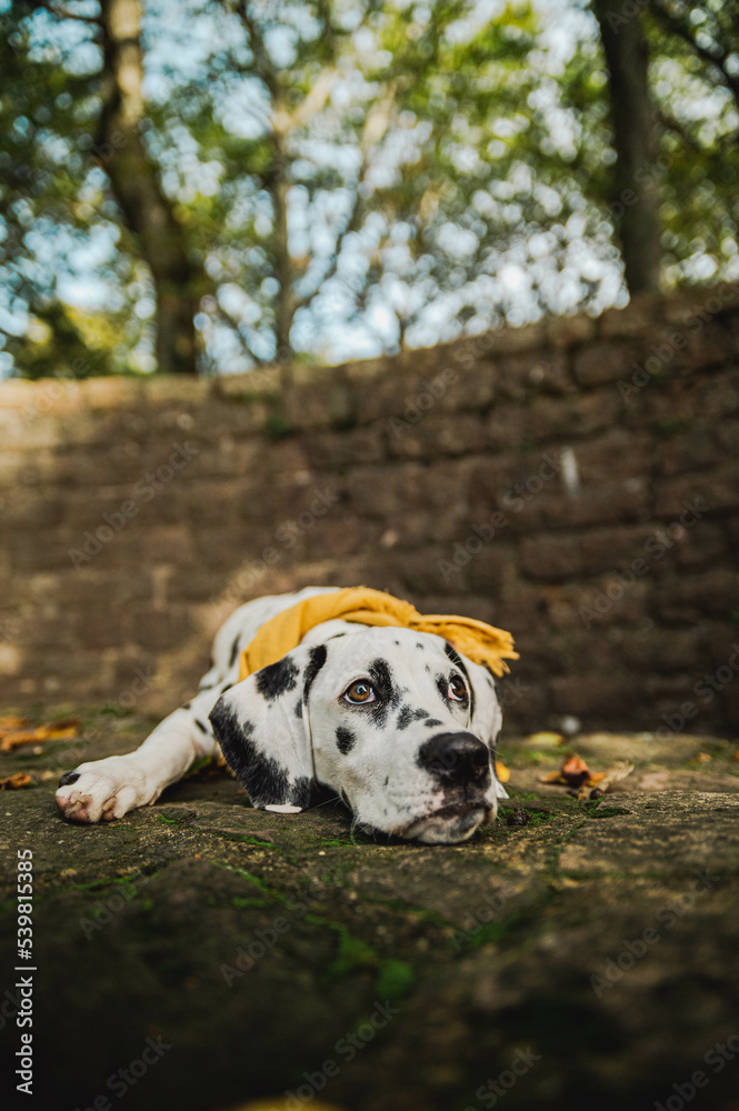 junger Dalmatiner Hund mit gelben Halstuch im Herbst ( Welpe / Junghund) junger Dalmatiner Hund mit gelben Halstuch im Herbst ( Welpe / Junghund)