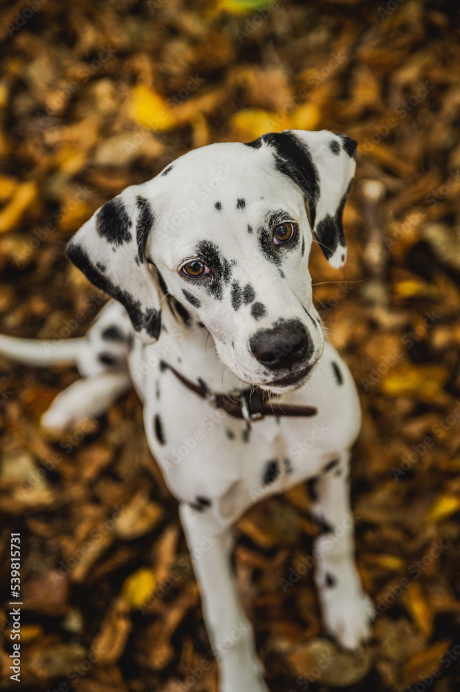 junger Dalmatiner (Welpe / Junghund) im Herbst mit bunten Laub.