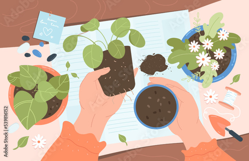 Person replanting flowers at home flat vector illustration. Top view of florist taking care of plants or succulent, holding flower pot with soil in hands. Hobby, gardening concept