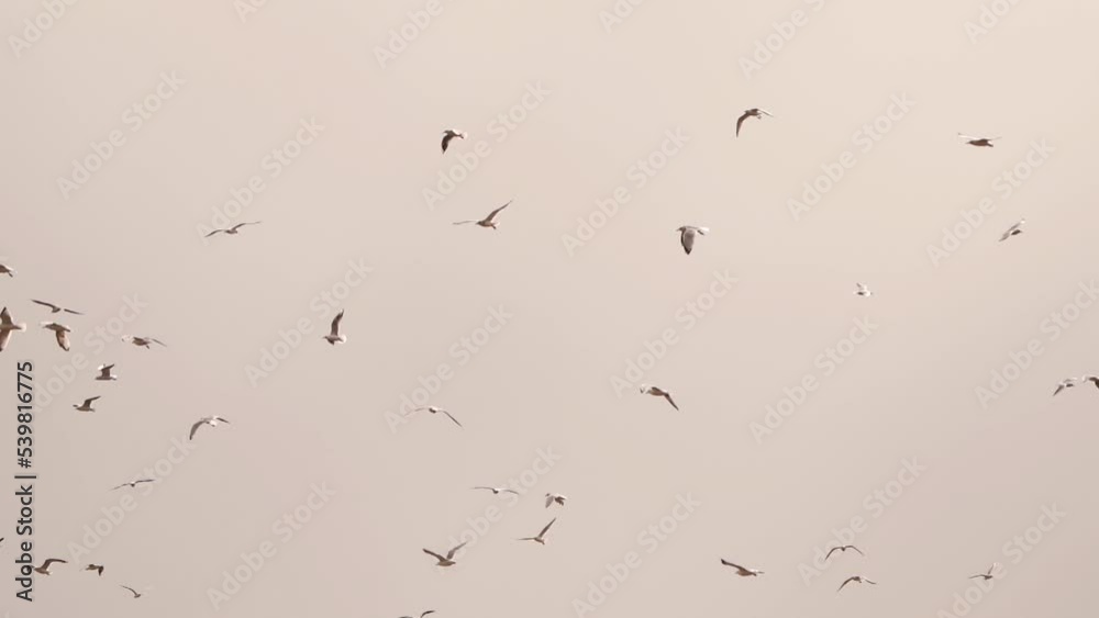 A swarm of gulls flying around - slow motion A swarm of gulls flying around - slow motion