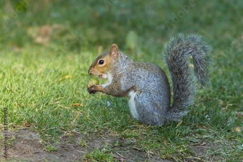 Squirrel getting ready to bite an acorn.