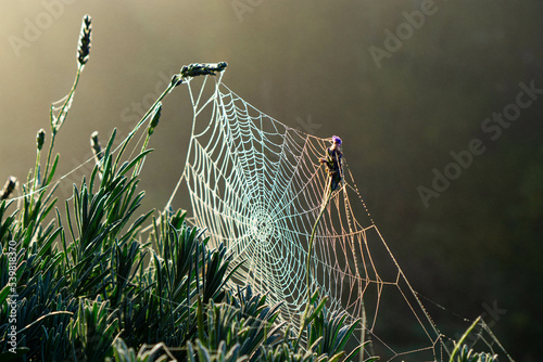 Spider Web in the fog
