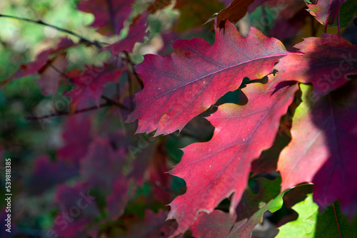 Autumn Leaves