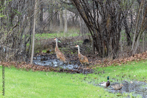 Sandhill Cranes And Mallards Gather Near A Small Creek In Spring