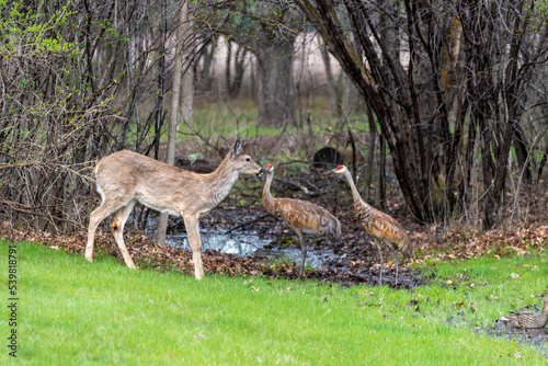 Sandhill Cranes And Young Deer Face Off At The Creek © Barbara