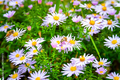 Flowers Asters. Asters in autumn. Flower bed. Flowering Selective focus. Shallow depth of field