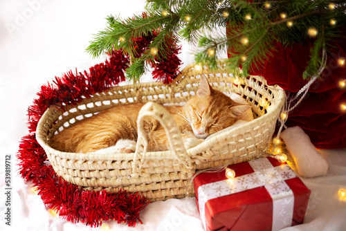 cute ginger cat in a New Year's cap sleeps in a wicker basket on a white background. next to a red gift box.under the Christmas tree