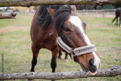 A red horse stands behind a wooden fence in an enclosure. Animal head portrait