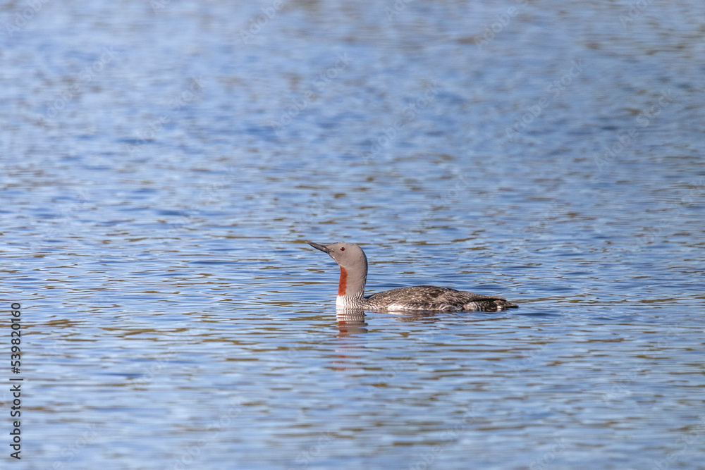 Red-throated loon floats on the lake, Arctic, Russia