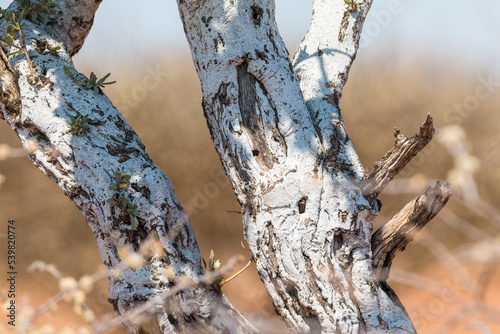 Abstract white pattern Acacia tree bark. Oanob park, Namibia. photo