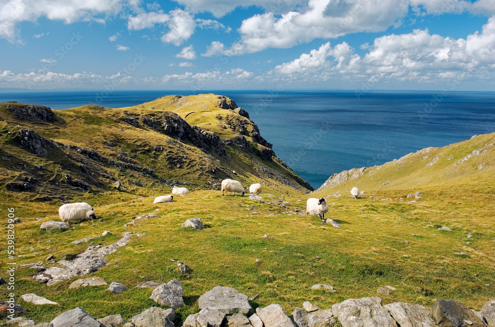 Sheep graze high above the Atlantic at the Slieve League cliffs west of Killybegs in southwest Donegal. Ireland.