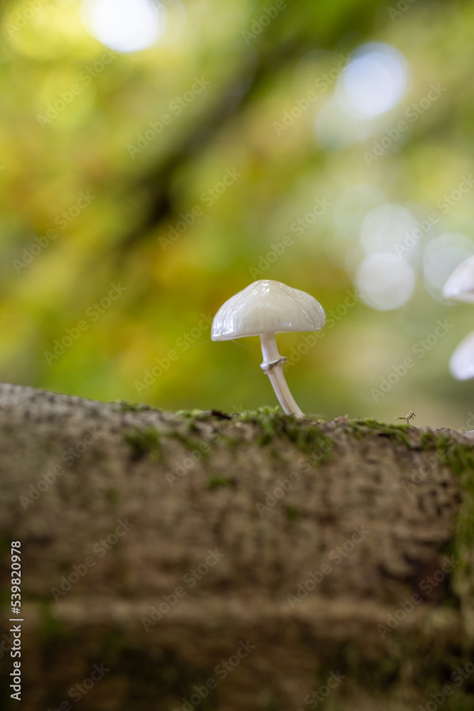 Mushroom in the forest, magic picture macro photo, seasonal landscape spring in the park. Mushroom in the forest, magic picture macro photo, seasonal landscape spring in the park.