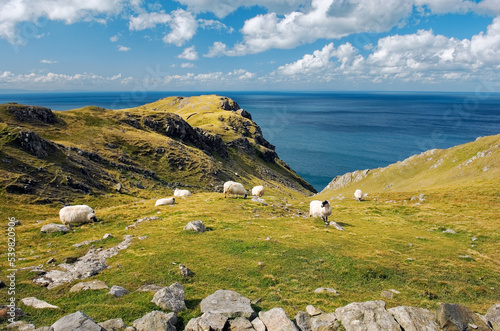 Sheep graze high above the Atlantic at the Slieve League cliffs west of Killybegs in southwest Donegal. Ireland.