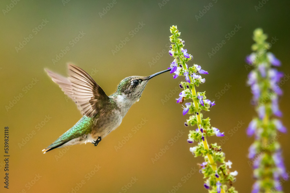 Obraz premium A Ruby Throated Hummingbird feeds on purple Coleus blossoms.