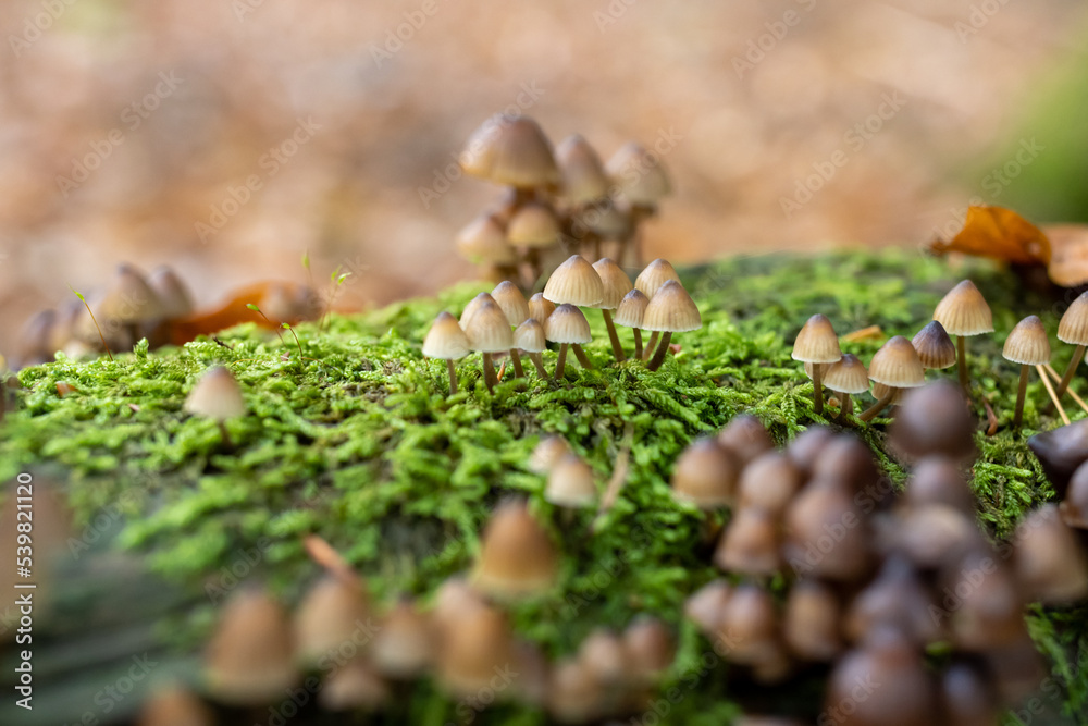 White Mushroom, Fungi in Wood Bonnet Fungi in Wood. White Mushroom, Fungi in Wood Bonnet Fungi in Wood.