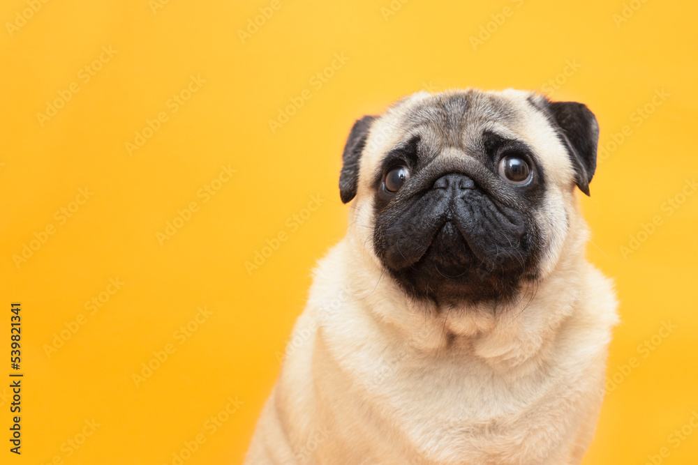Portrait pug dog looks  up and smiles on orange studio background with copy space