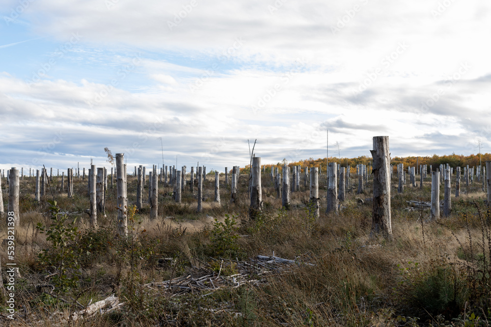 Fototapeta premium Catastrophic forest dying in Germany. Reason is climate change, dryness and immense reproduction of the bark beetles.