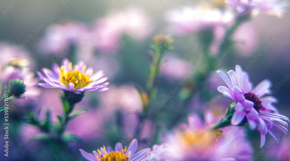 Blue chrysanthemums. Background for a beautiful postcard. Autumn flowers in the garden. Blurred image. selective focus Blue chrysanthemums. Background for a beautiful postcard. Autumn flowers in the garden. Blurred image. selective focus