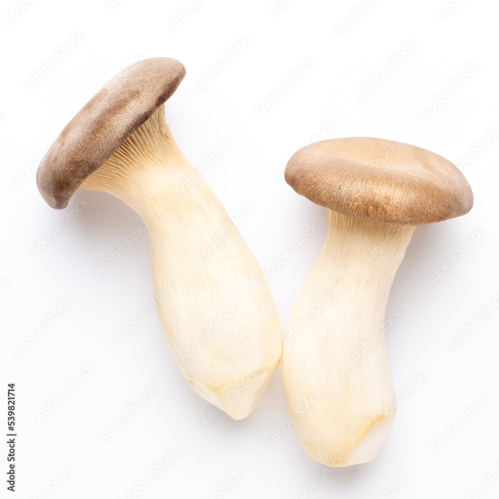 King oyster mushroom on white background. King oyster mushroom on white background.