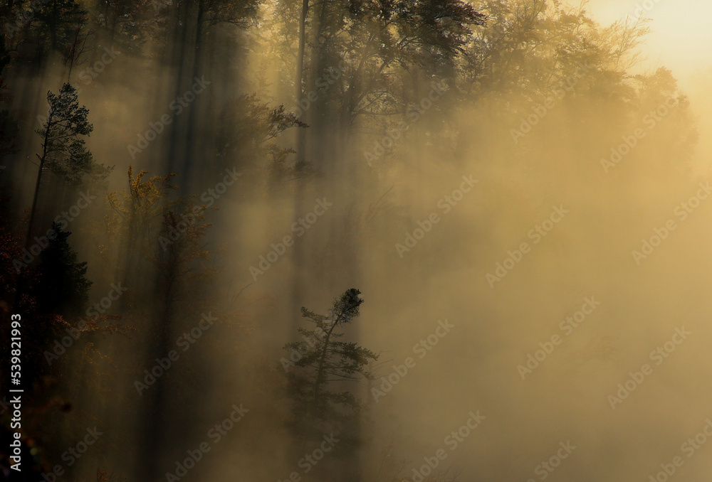 Pieniny