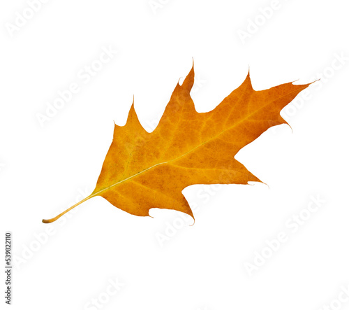 Autumn maple leaf bright on white background.