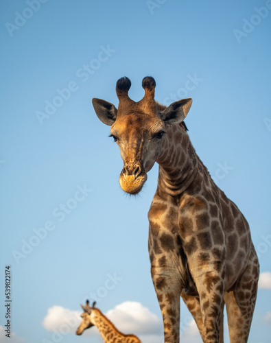 Fototapeta Naklejka Na Ścianę i Meble -  Giraffe looking down and blue sky