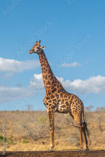 Giraffe and blue sky